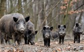 Pesquisa sobre javalis no meio rural segue até 30 de junho