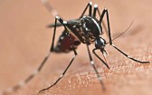 Sesa alerta para circulação de múltiplos sorotipos da dengue e reforça prevenção no Paraná