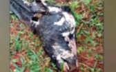 Carcaça de vaca é encontrada em parque ambiental