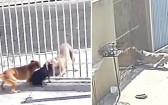 Cão da raça pitbull foge de casa e ataca cães que estavam dentro de outra casa, pelo vão do portão, no PR