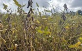 El Niño pode impulsionar safra de soja nos EUA e aumentar riscos para lavouras no Brasil