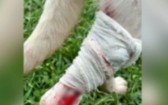 Homem é detido após cachorro ser ferido por disparo de arma de pressão