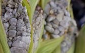 Fungo raro do milho ganha espaço na gastronomia e alcança alto valor de mercado