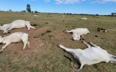 Frio intenso mata 74 bovinos em fazendas no Mato Grosso do Sul