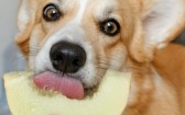 Frutas e cereais podem fazer parte da alimentação dos cães?