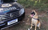 Cão farejador ajuda perícias e acerta 100% das buscas por sangue no Paraná