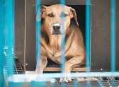 Projeto “Lei Orelha” é aprovado na Alesc com multas mais severas para maus-tratos contra animais