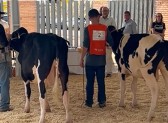 Expobel destaca força da pecuária leiteira com julgamento da raça Holandesa