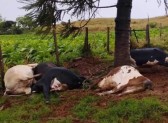 Raio atinge área rural e mata cinco vacas durante temporal no Paraná