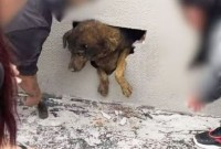 Cadela desaparecida há dez dias é encontrada dentro de parede concretada em obra