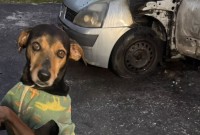 Homem é suspeito de incendiar carro com cachorro dentro em Criciúma