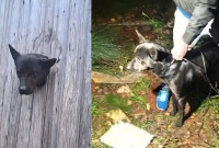 Cão é resgatado após ficar preso em parede de residência em Passo Fundo