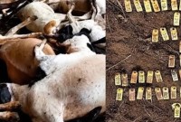 Onça mata 35 ovelhas em propriedade rural no Oeste do Paraná