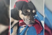 MPSC denuncia mulher por enterrar cachorrinha prenhe viva em Joinville