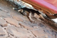 Moradores denunciam possível envenenamento de animais no bairro Santa Mônica