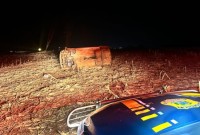 PRF apreende 96 kg de maconha após perseguição e capotamento de carro