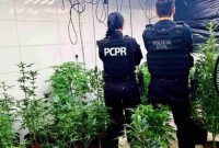 Polícia Civil encontra laboratório de cultivo e processamento de maconha em Mandaguari