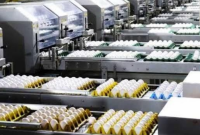 Produção de ovos no Brasil deve crescer 5% em 2026 e chegar a 56 bilhões de unidades