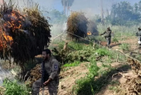 PF e autoridades paraguaias intensificam combate ao cultivo de maconha na fronteira