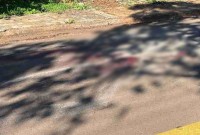 Homem atira em pitbull após ser atacado na rua em Cascavel