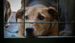 Polícia Civil prende homem em flagrande por maus-tratos a animais