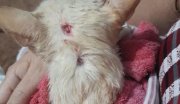 Gato é atingido por disparo de arma de pressão e caso gera indignação