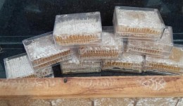 Produção de mel fortalece agroindústria e amplia mercados