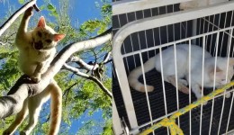 Guarda é acionada para resgate de gato em árvore, encontra animal com ferimentos graves e tutora acaba presa por maus-tratos, no PR