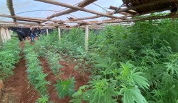 Dupla que cultivava grande quantidade de maconha em estufa é presa em Abelardo Luz