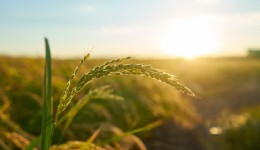El Niño pode favorecer as safras de Brasil e Argentina, aponta relatório