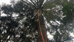 Homem é resgatado após ficar preso em pinheiro de 15 metros no interior