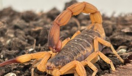 Estado alerta para aumento de acidentes com escorpiões e reforça medidas de prevenção