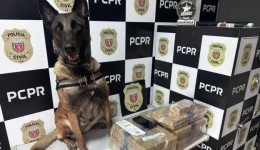 Cães policiais ajudam forças de segurança a apreender quase 150 toneladas de drogas em 2025