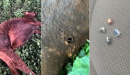 Moradora denuncia morte de bovino por disparo de arma de fogo
