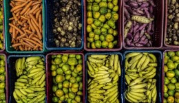 Paraná fortalece agricultura familiar e amplia uso de produtos orgânicos na merenda escolar
