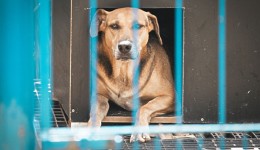 Projeto “Lei Orelha” é aprovado na Alesc com multas mais severas para maus-tratos contra animais