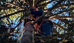 CBMSC alerta para risco de acidentes graves e orienta sobre procedimentos durante a colheita do pinhão