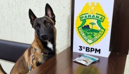Cão farejador da PM localiza maconha em bagagem de passageiro