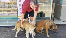 Memezão e Dango, os cães comunitários da Cango