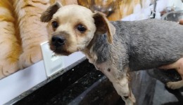 Atropelamento de cachorro e omissão de socorro: condutor se recusa pagar custas veterinárias