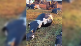 32 vacas morrem após curto-circuito em Marechal Cândido Rondon