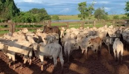 Furto de 12 bois é registrado em propriedade rural