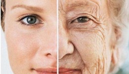 Pesquisa mapeia 7 milhões de células, e revela como o corpo envelhece