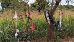 lingeries aparecem penduradas em árvores de Paraíso do Norte