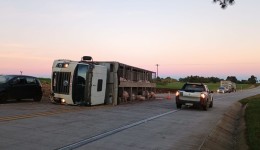 Caminhão carregado com porcos tomba na PRC-280