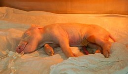 Brasil cria 1º porco clonado da América Latina para fornecer órgãos ao SUS