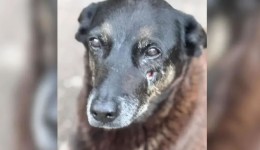 MP pede exumação do corpo do cão Orelha para apurar circunstâncias da morte