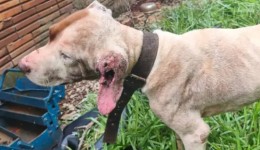 Cães são resgatados em situação de maus-tratos
