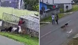 Tutor de cães que atacaram criança no Paraná observou ataque sem intervir, diz polícia