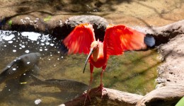 Estado abre inscrições para OSCs integrarem conselho de proteção à fauna nativa